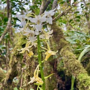 12. Calanthe sylvatica Orchidaceae Indigène La Réunion.jpeg